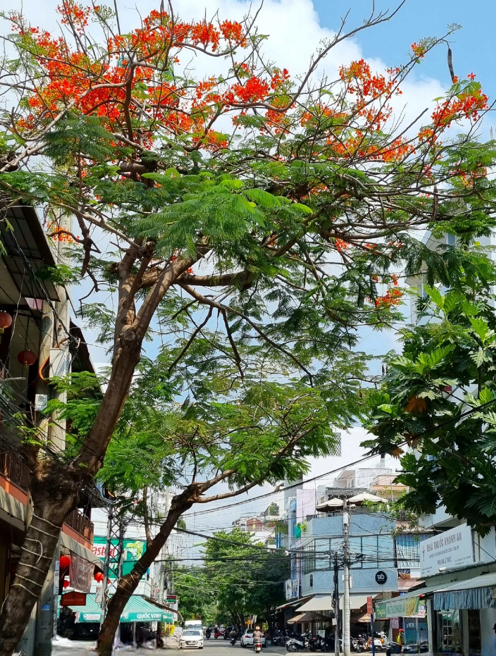 <img alt="" hideclass="" data-cke-saved-src="/file/e7837c02857c8ca30185a8c39b582c03/042023/hoa_phuong_20230425154536.jpg" src="/file/e7837c02857c8ca30185a8c39b582c03/042023/hoa_phuong_20230425154536.jpg" style="float: center">