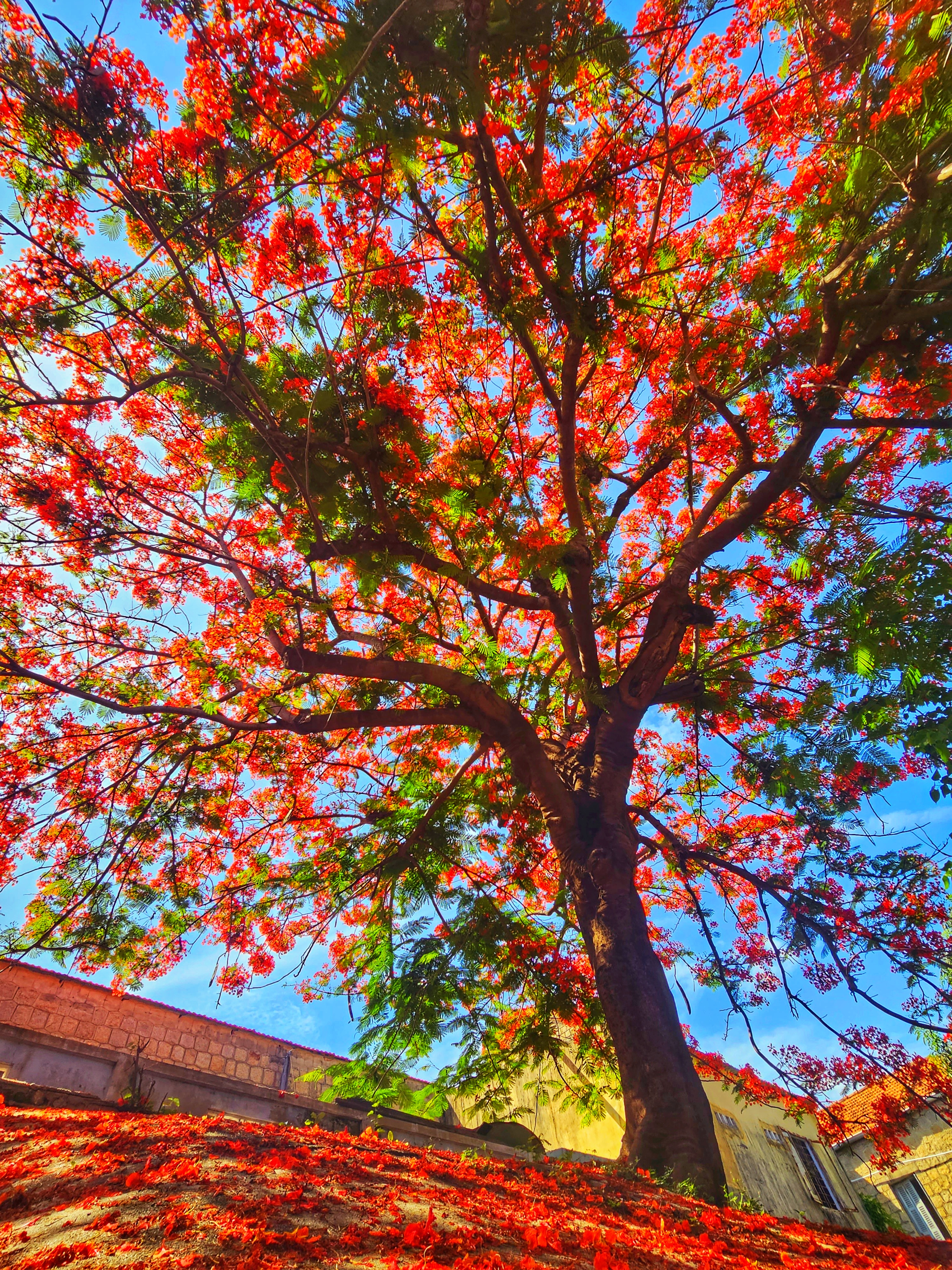 Phượng thắp lửa một góc trời.