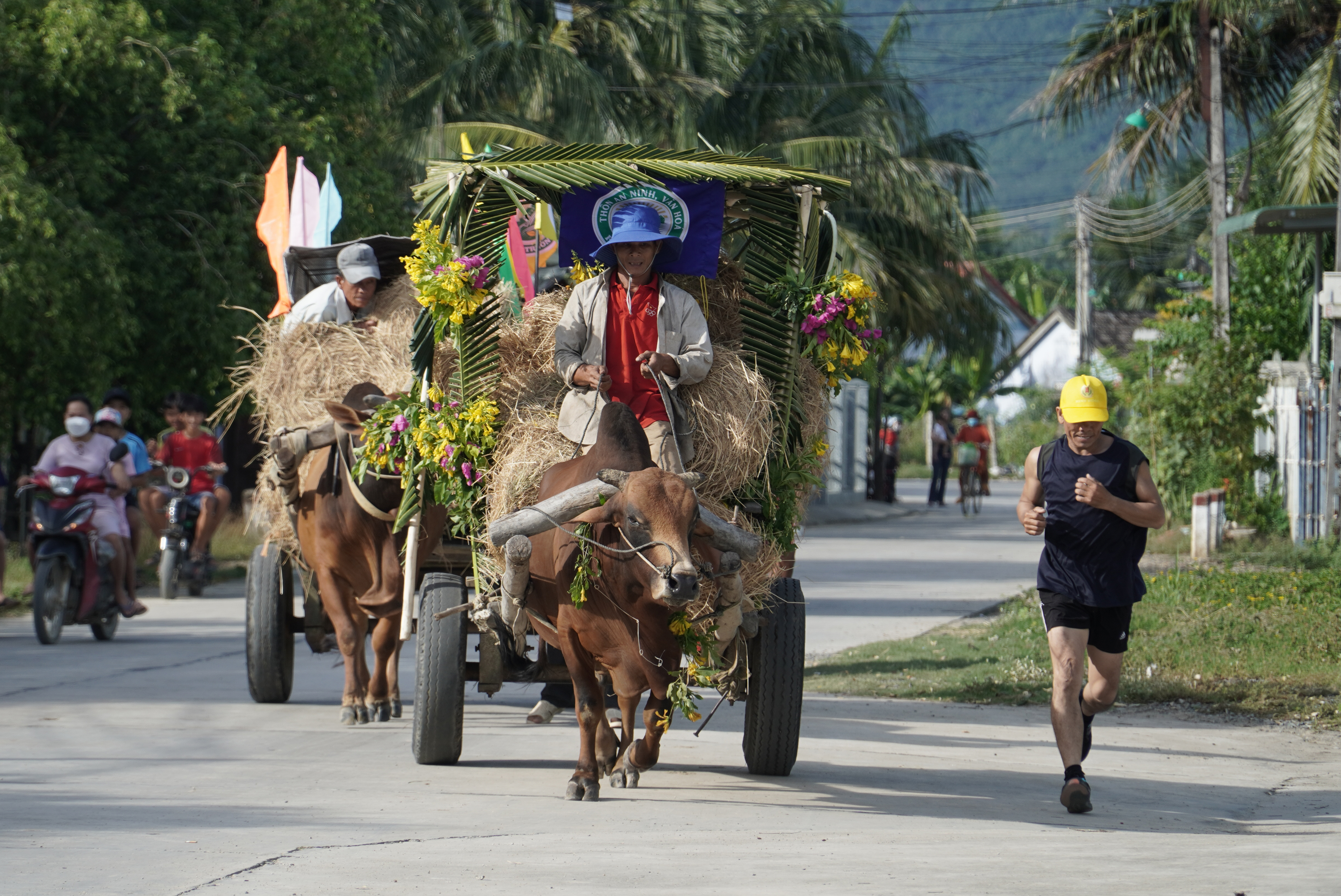 Cuộc thi đua xe bò của nhà nông