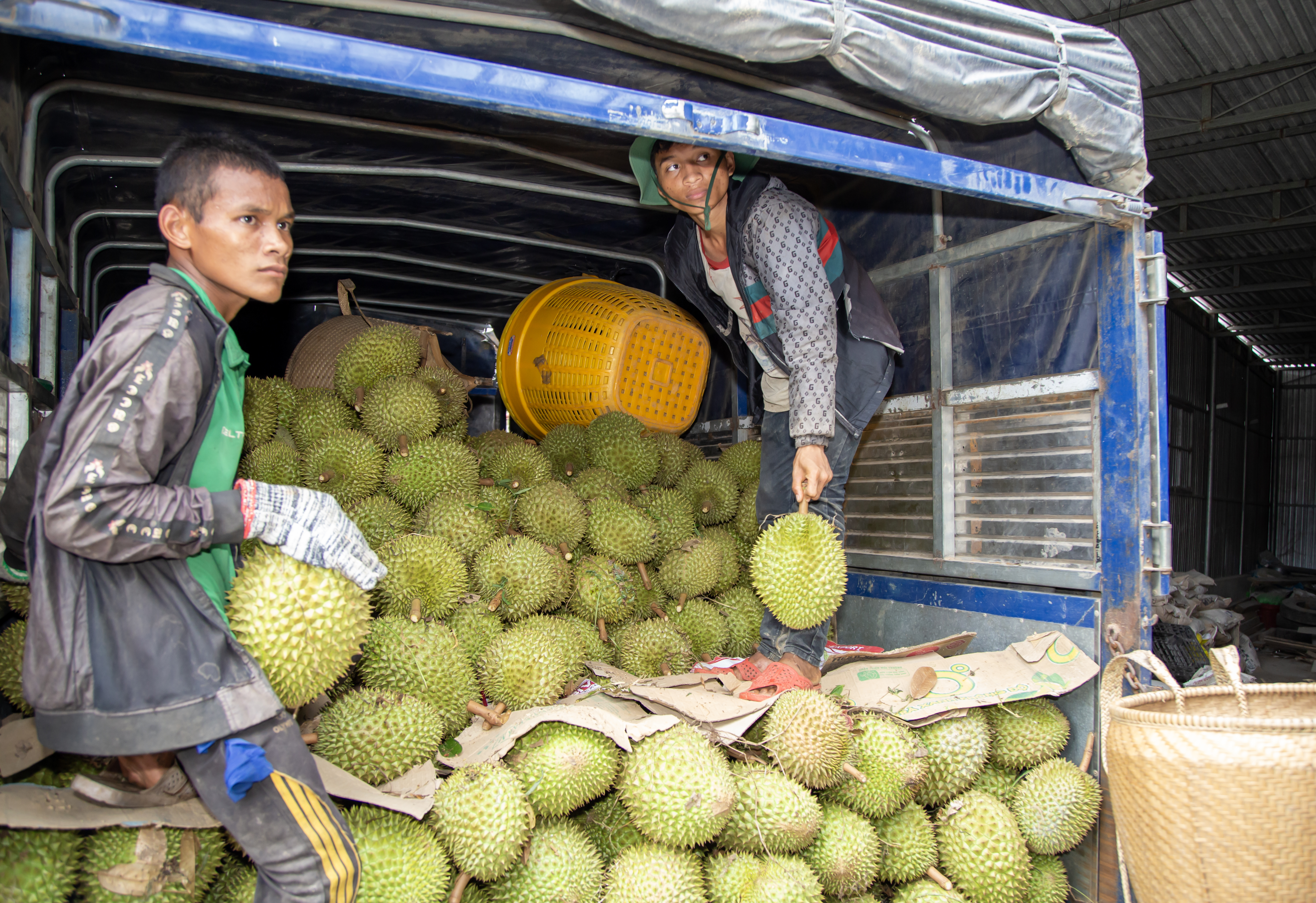 Người dân huyện Khánh Sơn bốc dỡ sầu riêng xuất khẩu chính ngạch sang Trung Quốc.