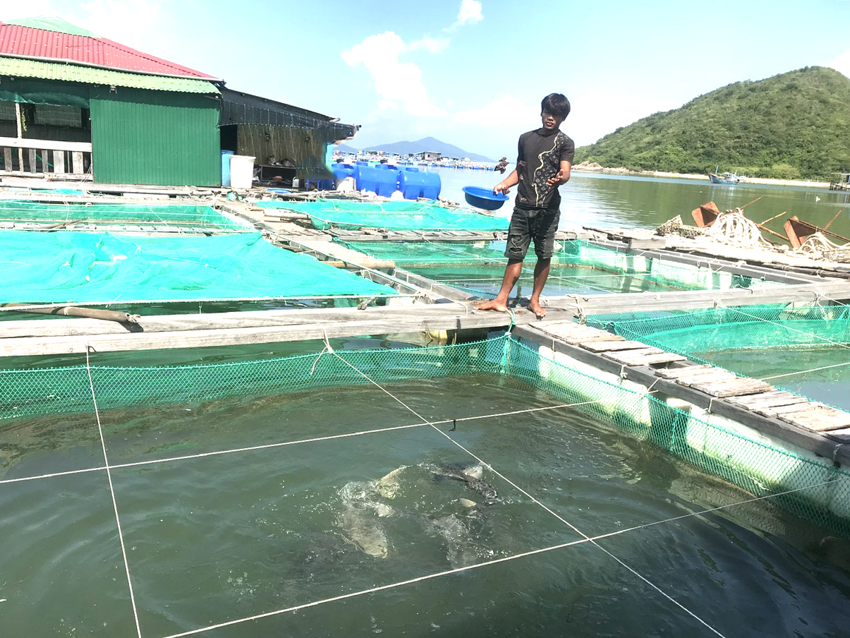 Cá nuôi trên vịnh Vân Phong: Bị chết nhiều do nhiễm bệnh