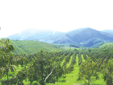 Người bỏ “phố” lên “rừng”