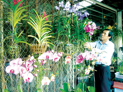 Ông Phan Minh Kính đang ngắm những giò phong lan tại cửa hàng của gia đình.