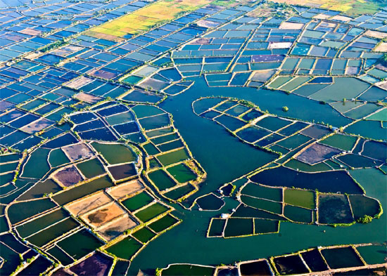 Cánh đồng nuôi tôm của người dân.