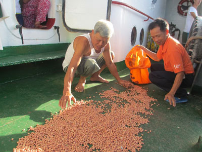 Tranh thủ khi trời nắng, các thân nhân đem đậu phụng ra phơi cho khỏi bị mốc.