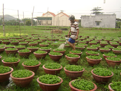 Người dân hối hả vào vụ hoa Tết.