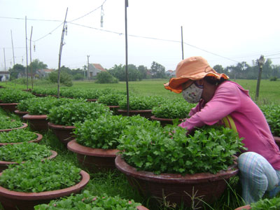 Bà Hiền cẩn thận chăm sóc từng gốc cây hoa.