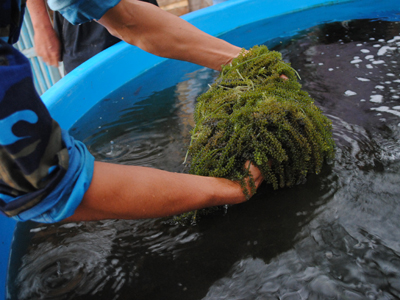 Kết nối tiêu thụ các sản phẩm đặc trưng của Khánh Hòa với An Giang