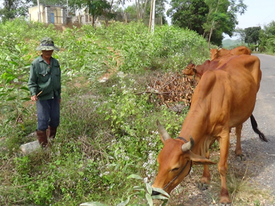 Khánh Vĩnh (Khánh Hòa): Đàn bò đang sụt giảm