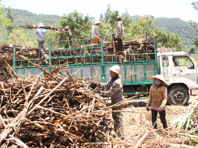 Tạo điều kiện thuận lợi cho người dân, doanh nghiệp trong việc thu hoạch, vận chuyển mía