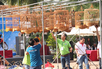 Các chú chim chào mào tại hội thi chim chào mào ở Khu du lịch Đảo Khỉ.