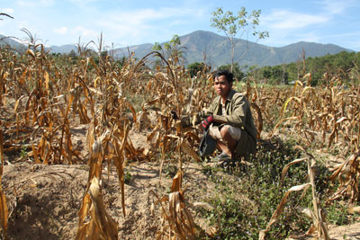 Hạn hán khiến nhiều diện tích mía trên địa bàn huyện bị chết khô.  