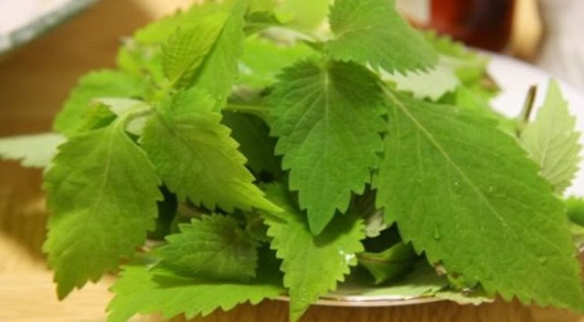 Rau kinh giới giúp chữa nhiều bệnh