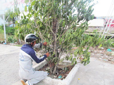 Xử lý cây viết bị sâu bệnh