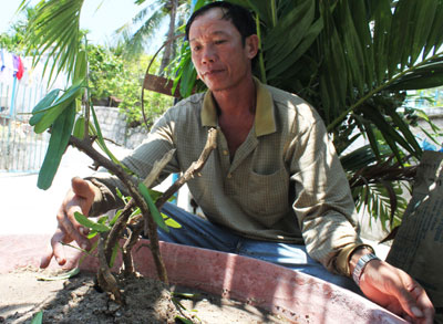Người dân ở xã Ninh Vân (thị xã Ninh Hòa) trồng cây xáo tam phân tại nhà