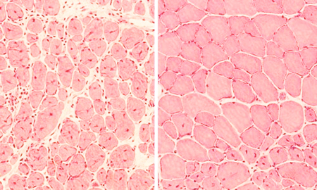 Mô cơ chuột trước và sau khi trẻ hóa