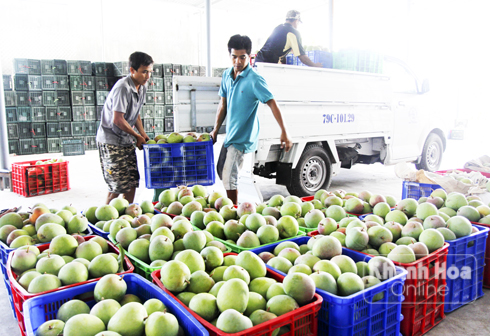 Loay hoay với... trái xoài