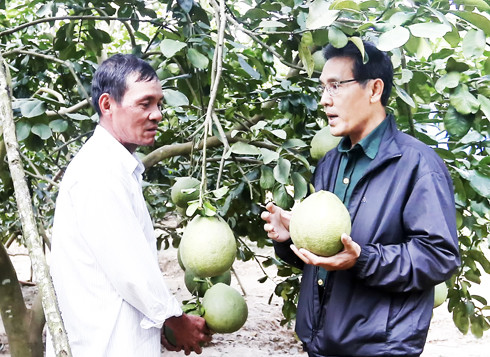 Một hộ kinh doanh trái cây trao đổi với người trồng bưởi ở huyện Khánh Vĩnh về liên kết  tiêu thụ sản phẩm