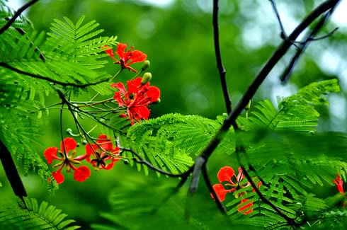 Tiếng ve mùa hạ