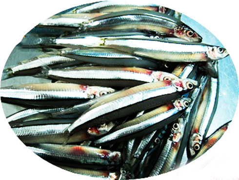 Tản mạn về con cá cơm