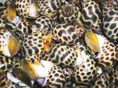 Khoảng 150 tấn tôm, ốc hương chưa tiêu thụ được