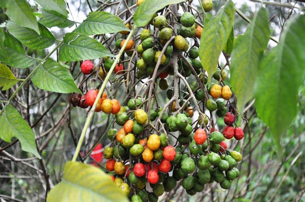 Tác dụng tuyệt vời của lá dâu da xoan trị bệnh da liễu