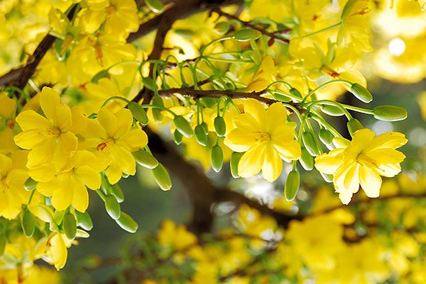 Thư mời cộng tác báo Xuân Canh Tý 2020