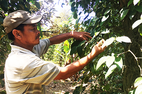 Khánh Sơn: Hồ tiêu thoái trào