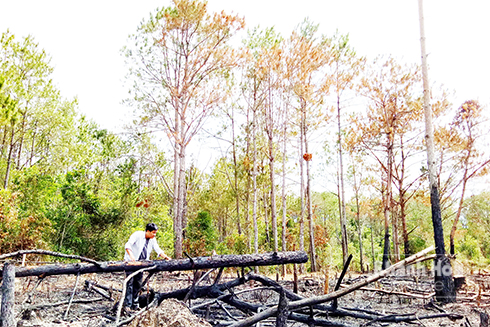 Một số cây thông bị đốt cháy rụi tại khu vực thôn Ka Tơ.