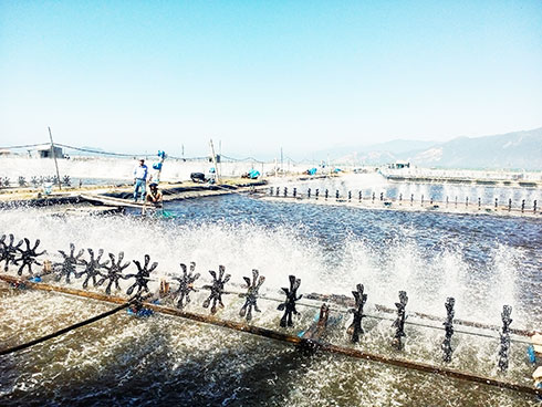 Đảm bảo kế hoạch sản xuất tôm nước lợ năm 2020