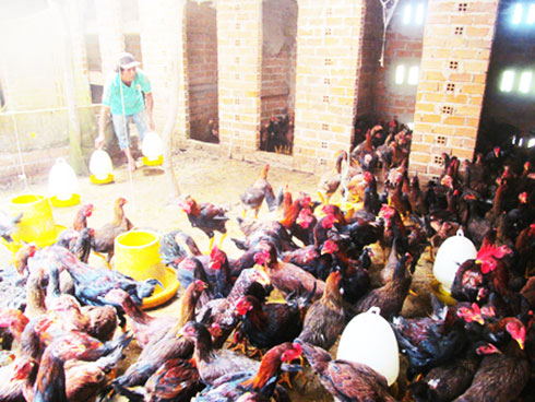 Một trang trại nuôi gà ở Vạn Ninh.