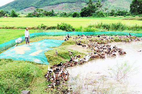 Người chăn nuôi Vạn Ninh chủ động phòng, chống dịch bệnh trên đàn gia cầm.  