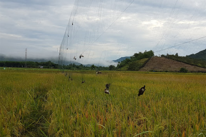 Cảnh báo tình trạng bẫy lưới chim yến