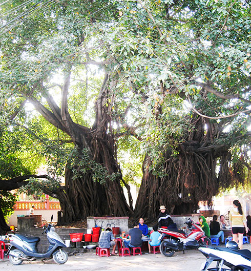 Cây sộp già quê tôi