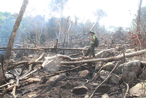 Một góc rừng phòng hộ đầu nguồn tại tiểu khu 264 thuộc lâm phận Ban quản lý rừng phòng hộ Khánh Sơn bị chặt phá