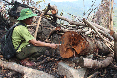 Lực lượng chức năng Khánh Sơn đã khám nghiệm hiện trường, đánh dấu cây rừng bị chặt phá trái phép
