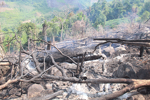 Trong khi cơ quan chức năng đang điều tra vụ việc thì khu vực rừng bị chặt phá đã bị đốt cháy nham nhỡ