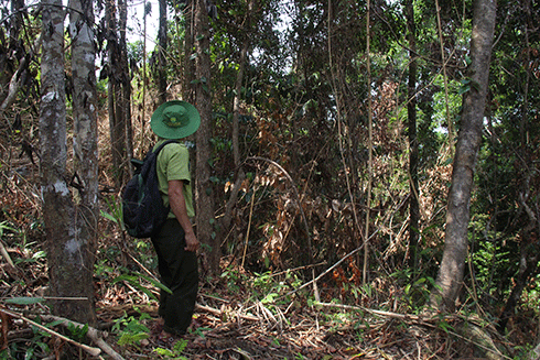 Khu vực tiếp giáp với diện tích rừng phòng hộ bị chặt phá đã bị rong cây, chuẩn bị chặt hạ