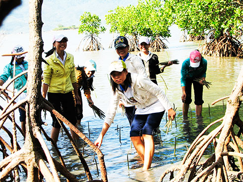 Các em học sinh tham gia trồng rừng ngập mặn ở xã Ninh Ích, thị xã Ninh Hòa. 