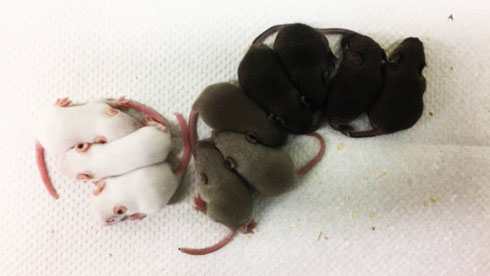Các nhà khoa học Mỹ đã có thể có ý tạo ra chuột màu xám với tỷ lệ thành công lên tới 70% nhờ công nghệ gen 