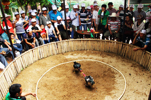 Trò chơi đá gà.