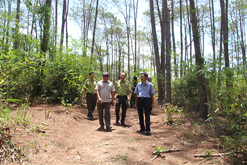 Kiểm tra đường ranh cản lửa tại khu vực rừng thông xã Sơn Bình.