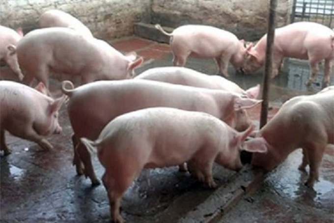 Tổng đàn heo tăng 29% so với cùng kỳ