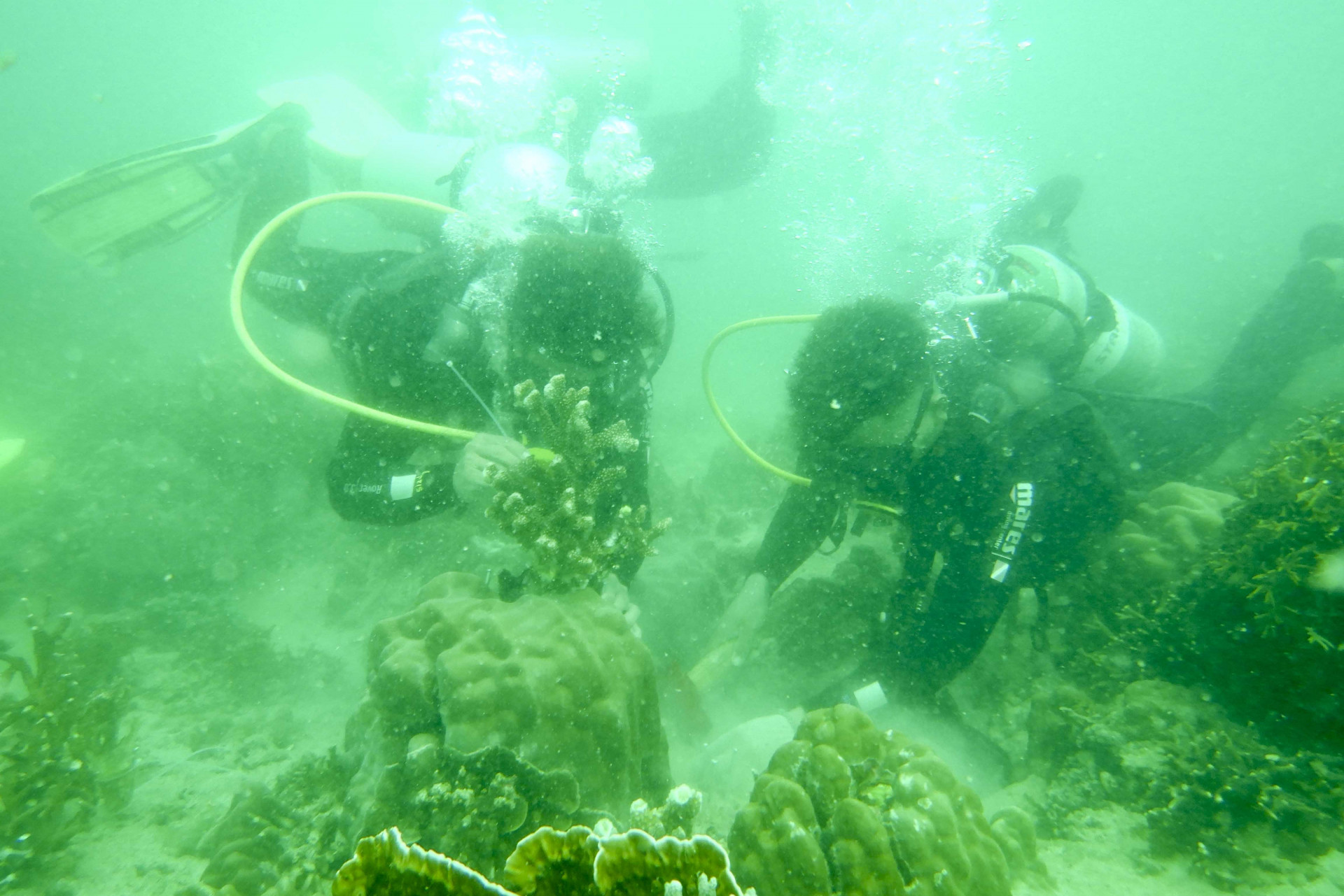 Phục hồi san hô phục vụ du lịch sinh thái.