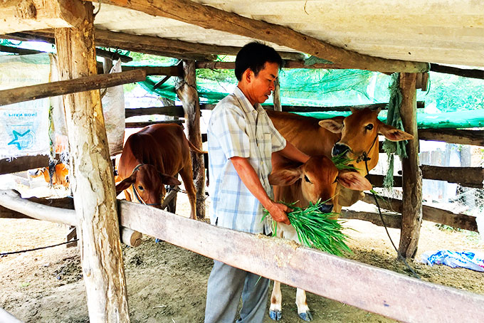 Gia đình ông Trần Hiệu vay vốn để nuôi bò.