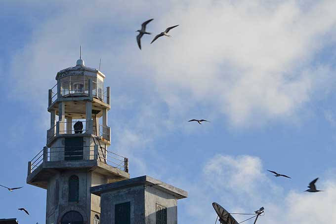 Các loài chim biển bay quanh ngọn hải đăng.