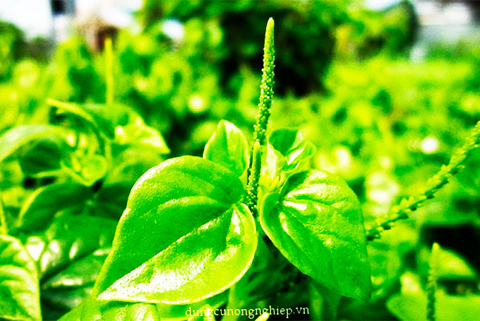 Còn ai nhớ món gỏi rau càng cua?