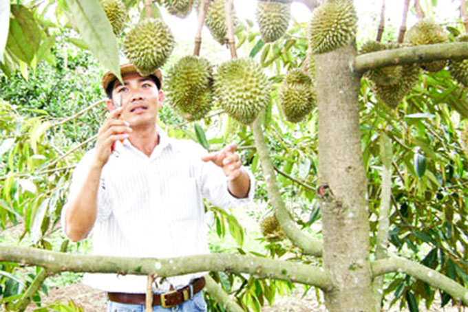 Ông Cao Văn Sang, xã Sơn Bình, huyện Khánh Sơn chăm sóc vườn sầu riêng.