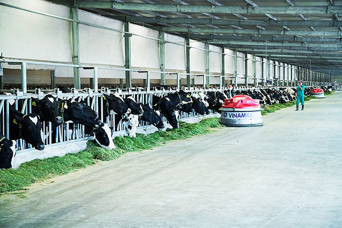 Trang trại bò sữa hiện đại của Vinamilk.