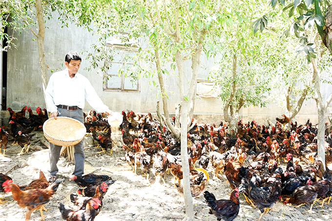 Hộ ông Biện Hiền, thôn Tân Quang, xã Ninh Quang, thị xã Ninh Hòa vay vốn nuôi gà.